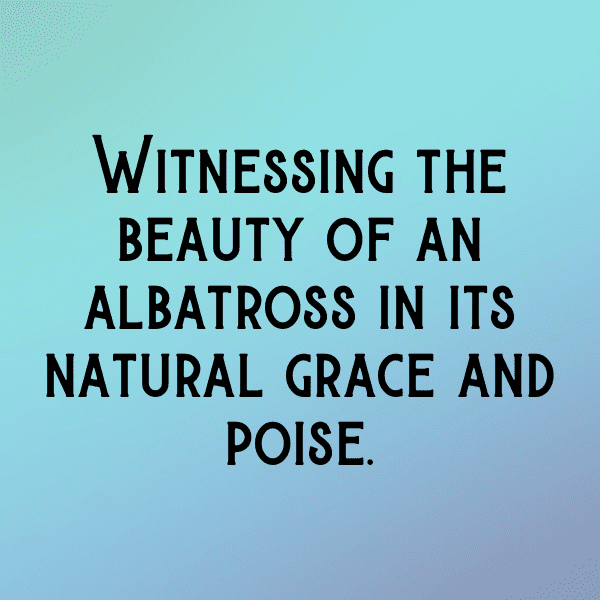 Albatross Captions Image For Instagram-ffxm9J