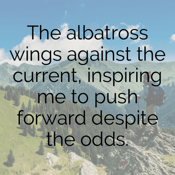 Albatross Captions Image For Instagram-FRLauW