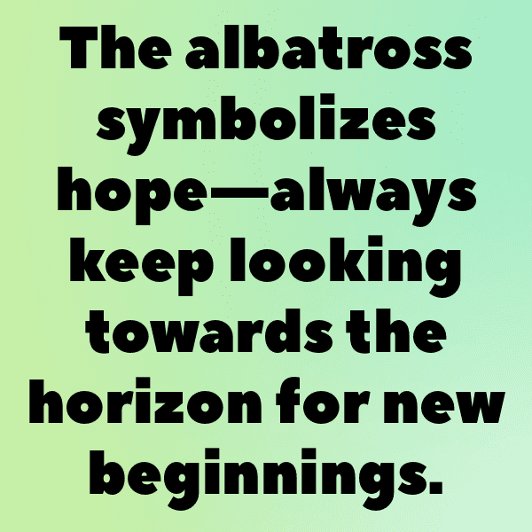 Albatross Captions Image For Instagram-qYBcNM