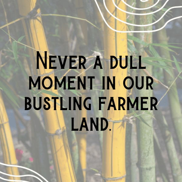 Alfalfa Sprouts Captions Photo For Instagram-IzbeCk