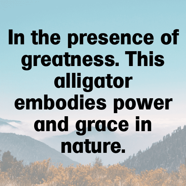 Alligator Captions Image For Instagram-BdCYTT