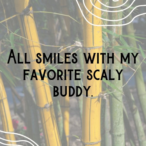 Alligator Captions Image For Instagram-ZfeEiu