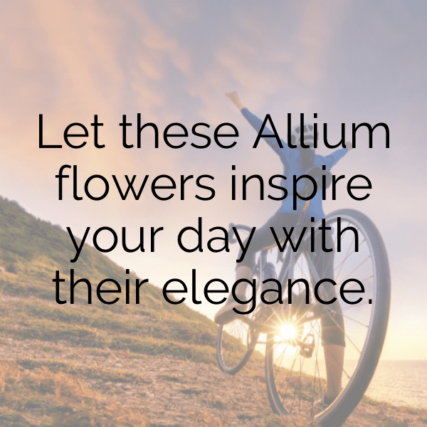 Allium Captions Image For Instagram-h3lat4