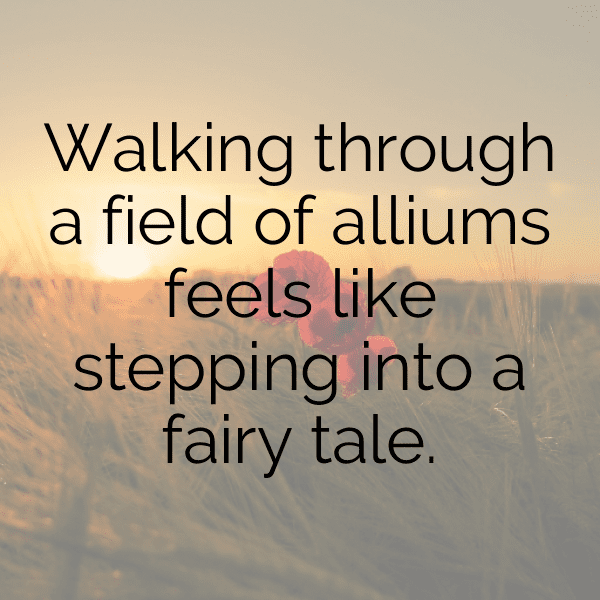 Allium Captions Image For Instagram-zgrokO
