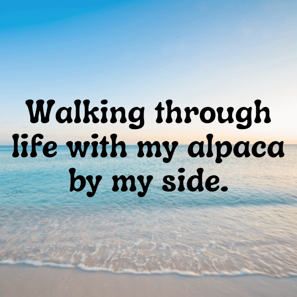 Alpaca Captions Photo For Instagram-b8jKCM