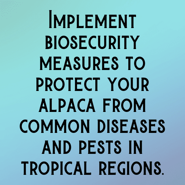 Alpaca Captions Photo For Instagram-kHX1qU