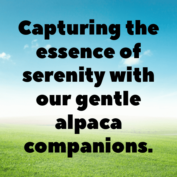 Alpaca Captions Photo For Instagram-qXDG0W