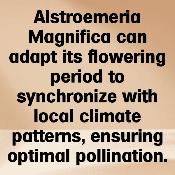 Alstroemeria Captions Image For Instagram-OiaGCN