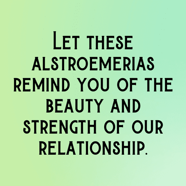 Alstroemeria Captions Photo For Instagram-kmoBBr