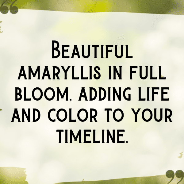 Amaryllis Captions Photo For Instagram-chTUJc