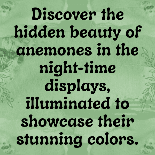 Anemone Captions Photo For Instagram-zEBYpp