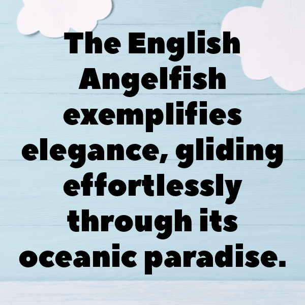 Angelfish Captions Image For Instagram-lU1vlg