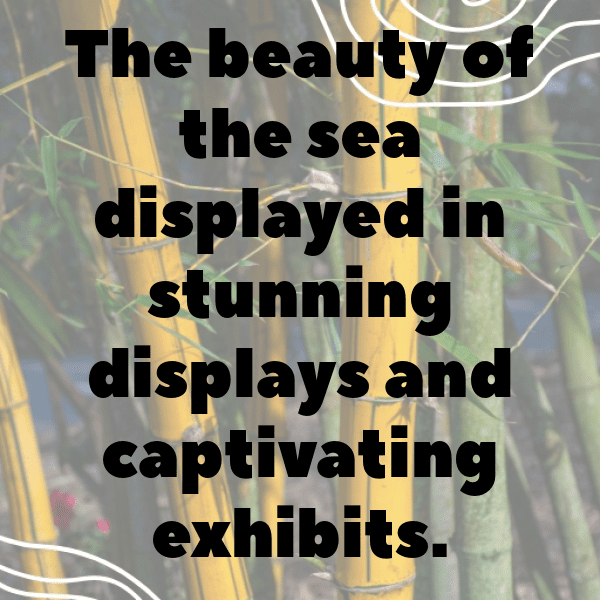 Angelfish Captions Image For Instagram-nWXDkD