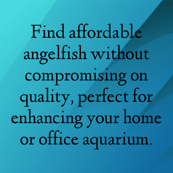 Angelfish Captions Photo For Instagram-IYPBsB