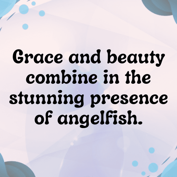 Angelfish Captions Photo For Instagram-jTcGdK