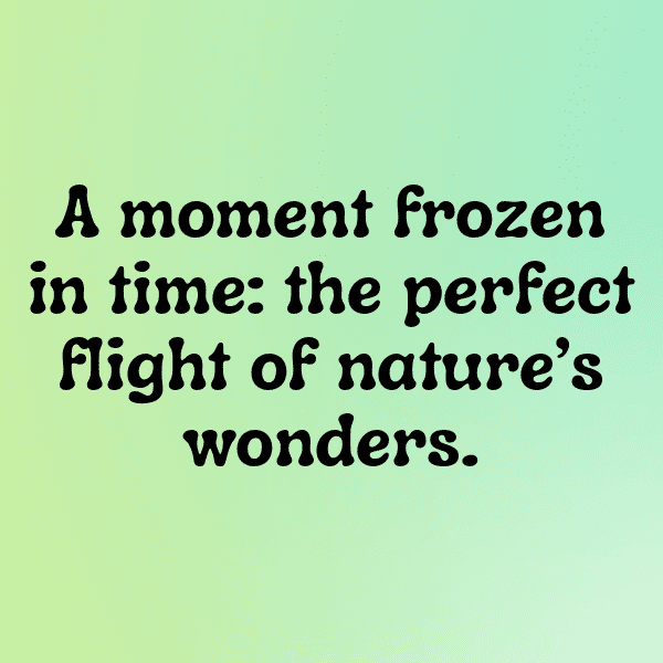 Angry Birds Captions Image for Instagram-3VsU9X