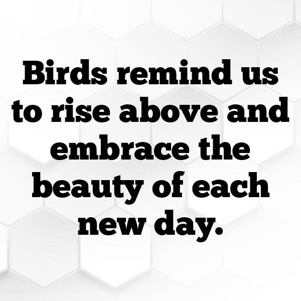 Angry Birds Captions Photo for Instagram-U3kbfl