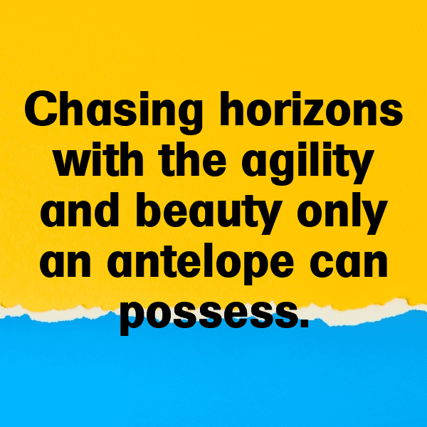 Antelope Captions Image For Instagram-yEagfq