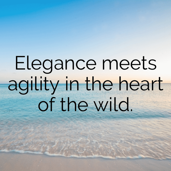 Antelope Captions Photo For Instagram-c5VKdt