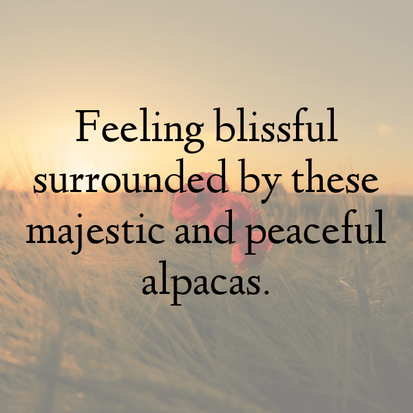 Antelope Captions Photo For Instagram-i3SeAL