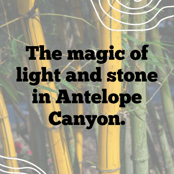 Antelope Captions Photo For Instagram-sKgOzr