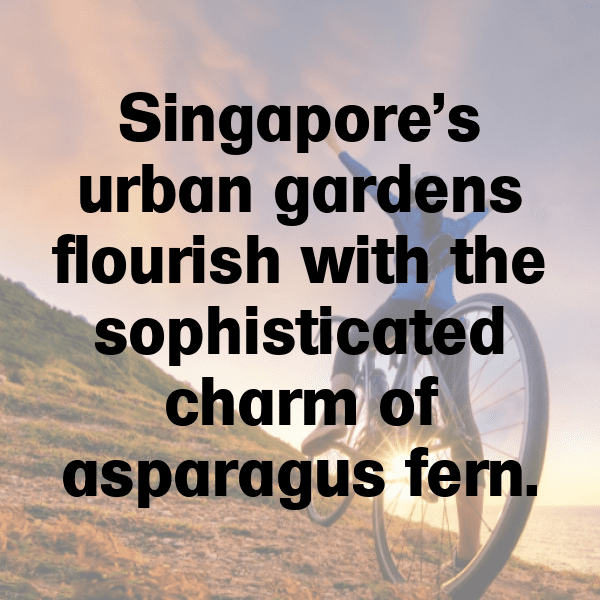 Asparagus Captions Image For Instagram-JrXkhQ