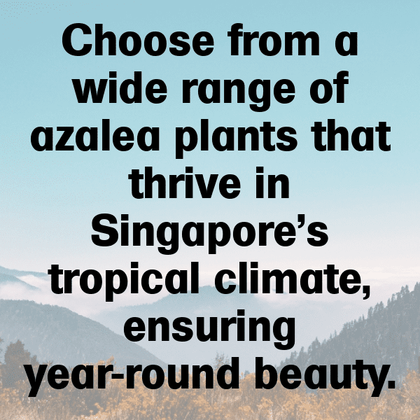 Azalea Captions Image For Instagram-2fCebN