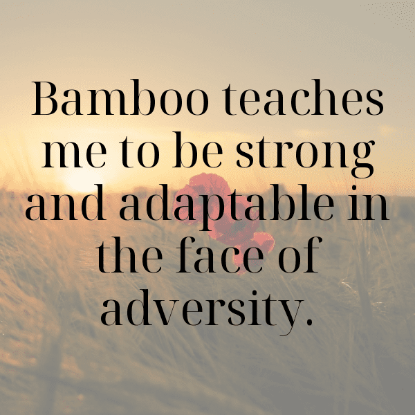 Bamboo Shoots Captions Image For Instagram-BD5ghH