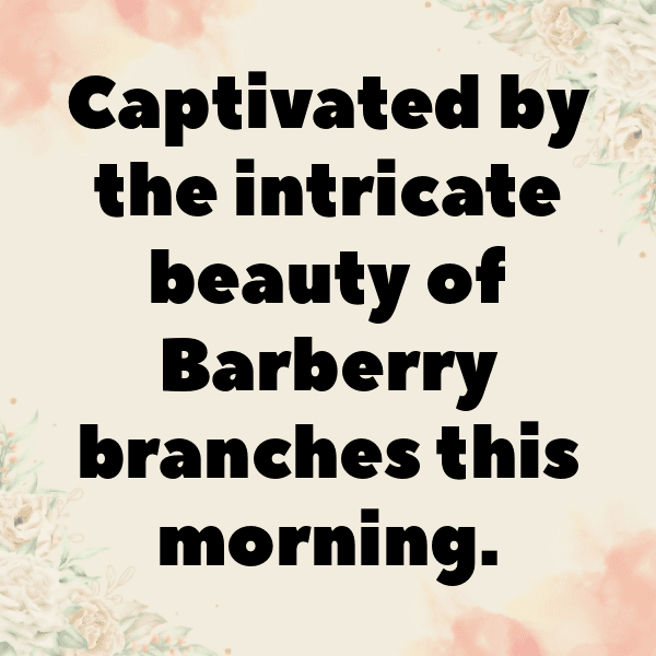 Barberry Captions Image For Instagram-ycQxIH