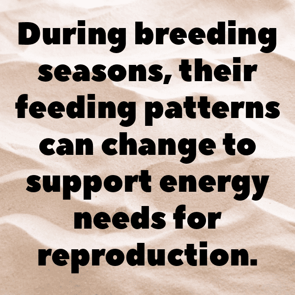 Barracuda Captions Image For Instagram-vTzx01