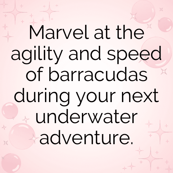 Barracuda Captions Photo For Instagram-d6VkPU