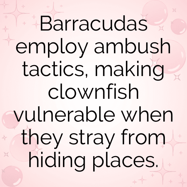 Barracuda Captions Photo For Instagram-NDITNY