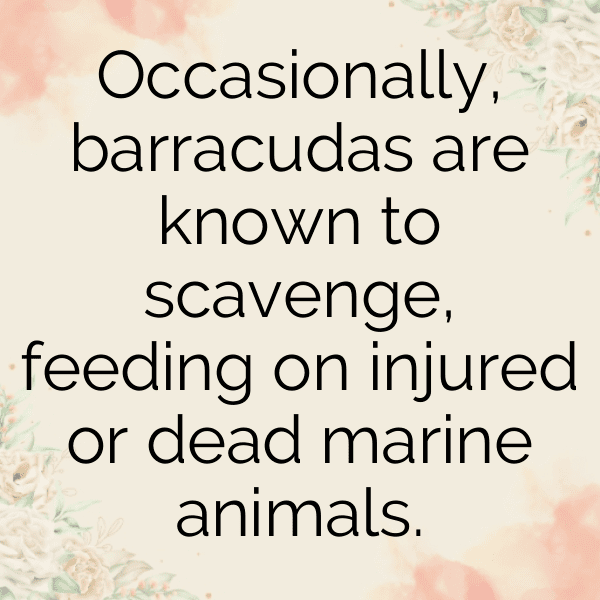 Barracuda Captions Photo For Instagram-RYPFSQ