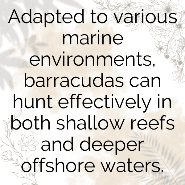 Barracuda Captions Photo For Instagram-SE9vfz