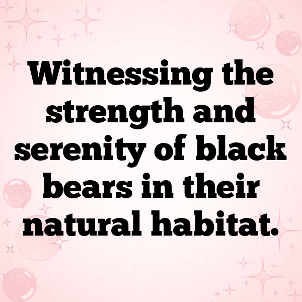 Bear Captions Image For Instagram-G19XX4