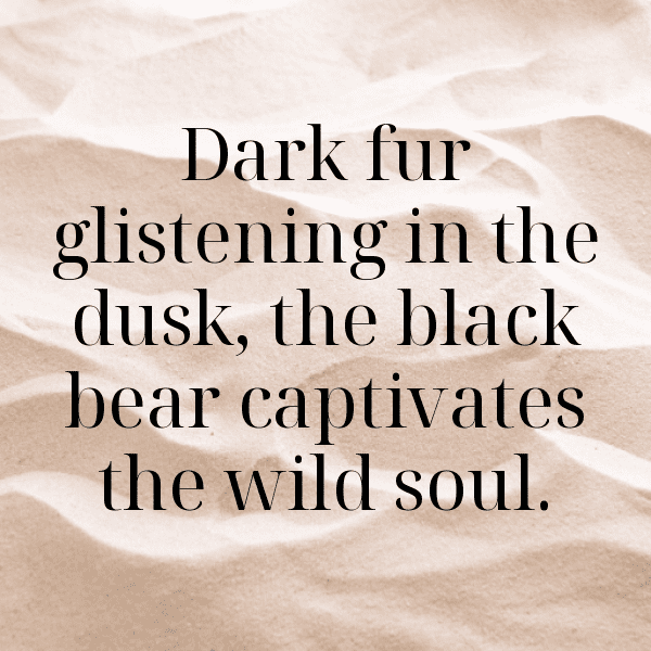 Bear Captions Photo For Instagram-ku42TR