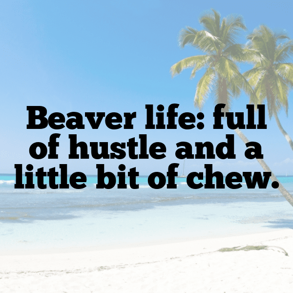 Beaver Captions Image For Instagram-0SHpf9
