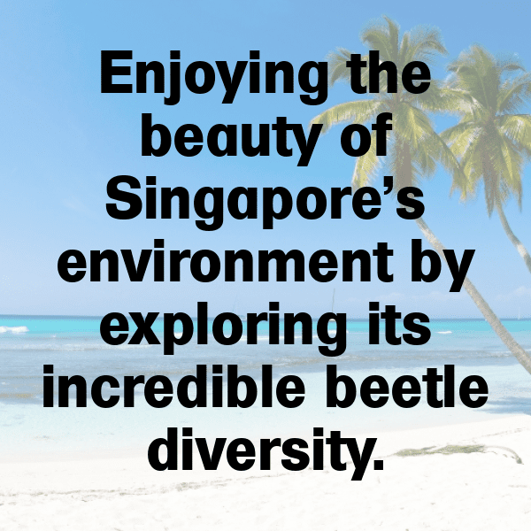 Beetle Captions Image For Instagram-hLeV47