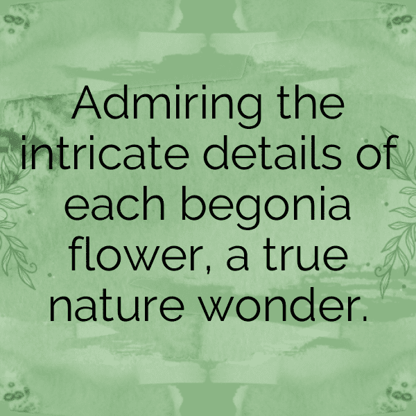 Begonia Captions Image For Instagram-wjLYNb