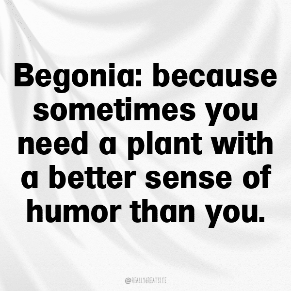 Begonia Captions Image For Instagram-YcnmLC