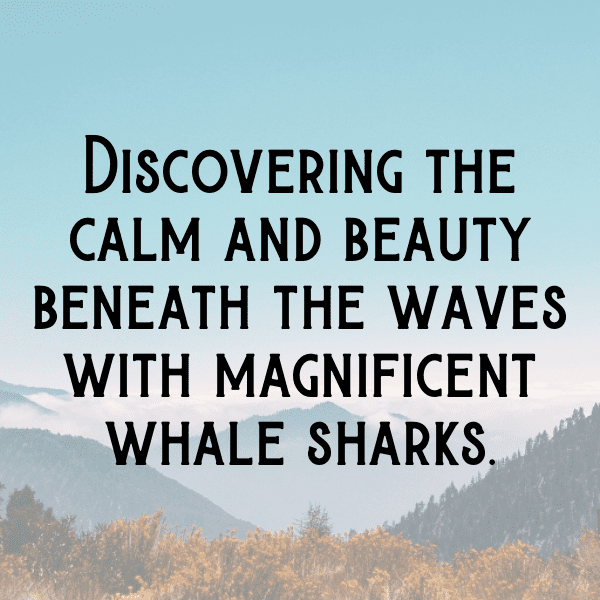 Beluga Captions Image For Instagram-cAy97c