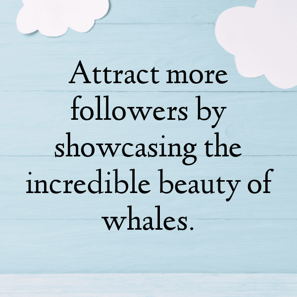 Beluga Captions Photo For Instagram-KozeOz
