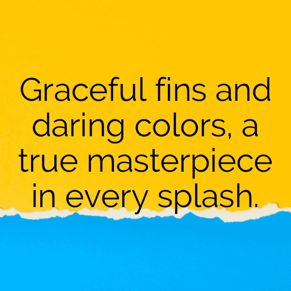 Betta Captions Image For Instagram-YU9k74