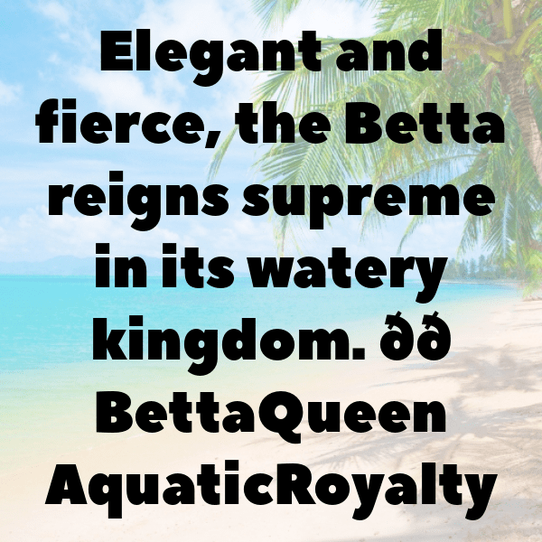 Betta Captions Photo For Instagram-tTOtmw