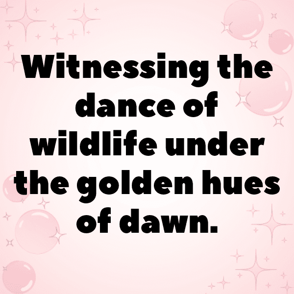 Bird of Paradise Captions Image For Instagram-DcH8Iw