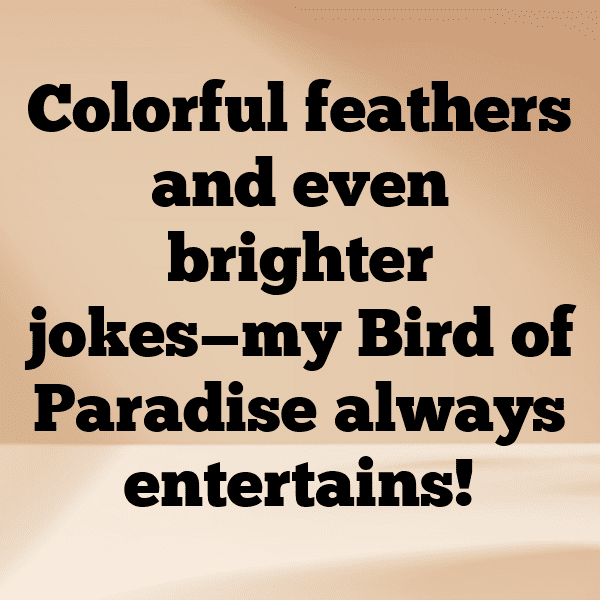 Bird of Paradise Captions Image For Instagram-kSQHZb