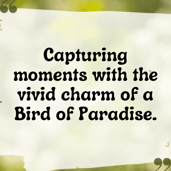 Bird of Paradise Captions Photo For Instagram-0Cau4c