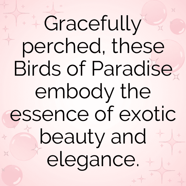 Bird of Paradise Captions Photo For Instagram-9zj4GR