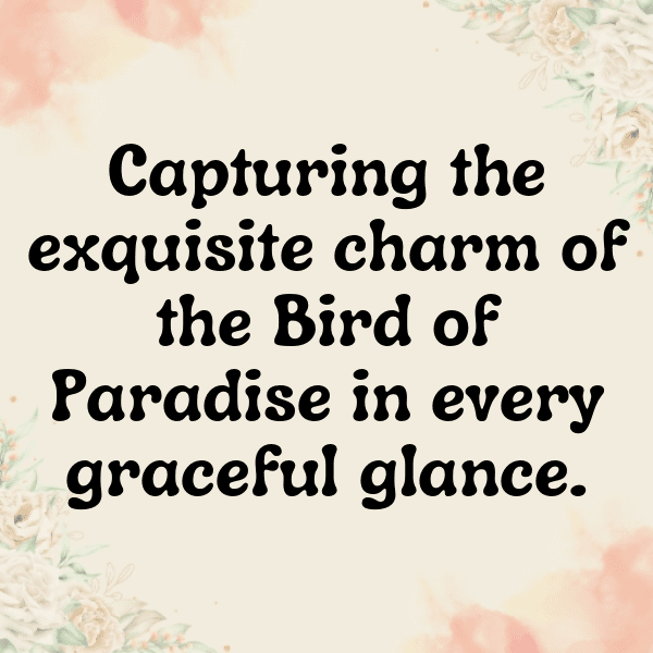 Bird of Paradise Captions Photo For Instagram-NP7TMh