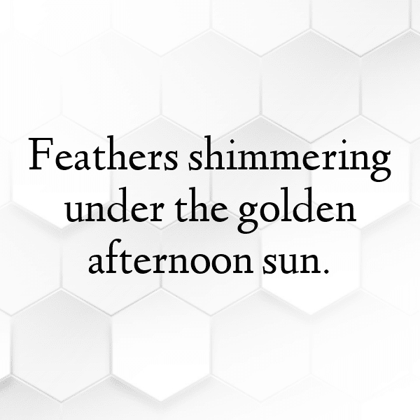 Birdwatching Captions Image for Instagram-9Z7rc3